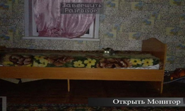 刺猬的五夜后宫