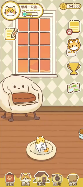 领养一只流浪猫