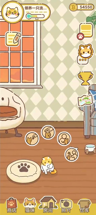 领养一只流浪猫