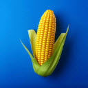 农场之地官方正版