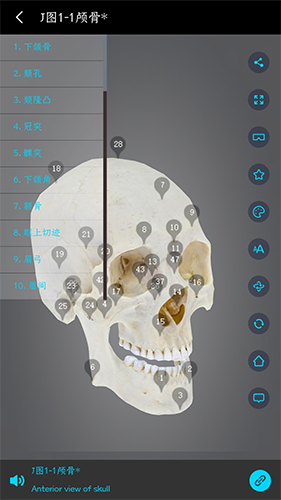 医维度3d人体解剖2