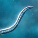 细胞起源最新版