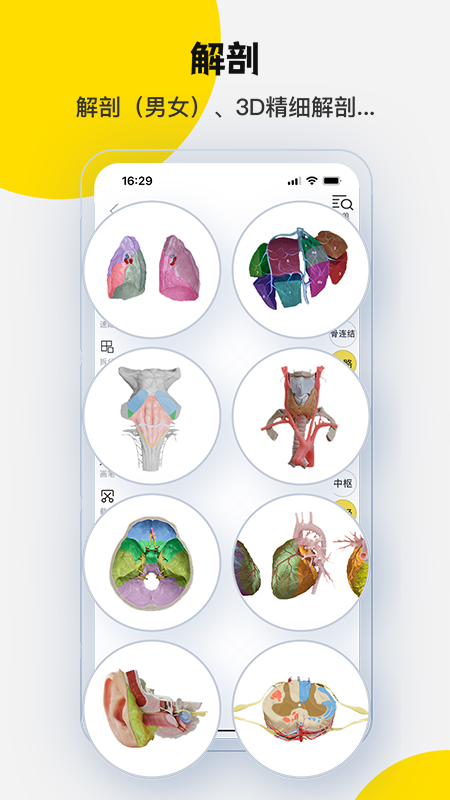 3Dbody解剖软件3