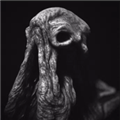 SARCOPH离线版
