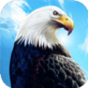 老鹰模拟