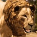 狮王模拟器游戏图标