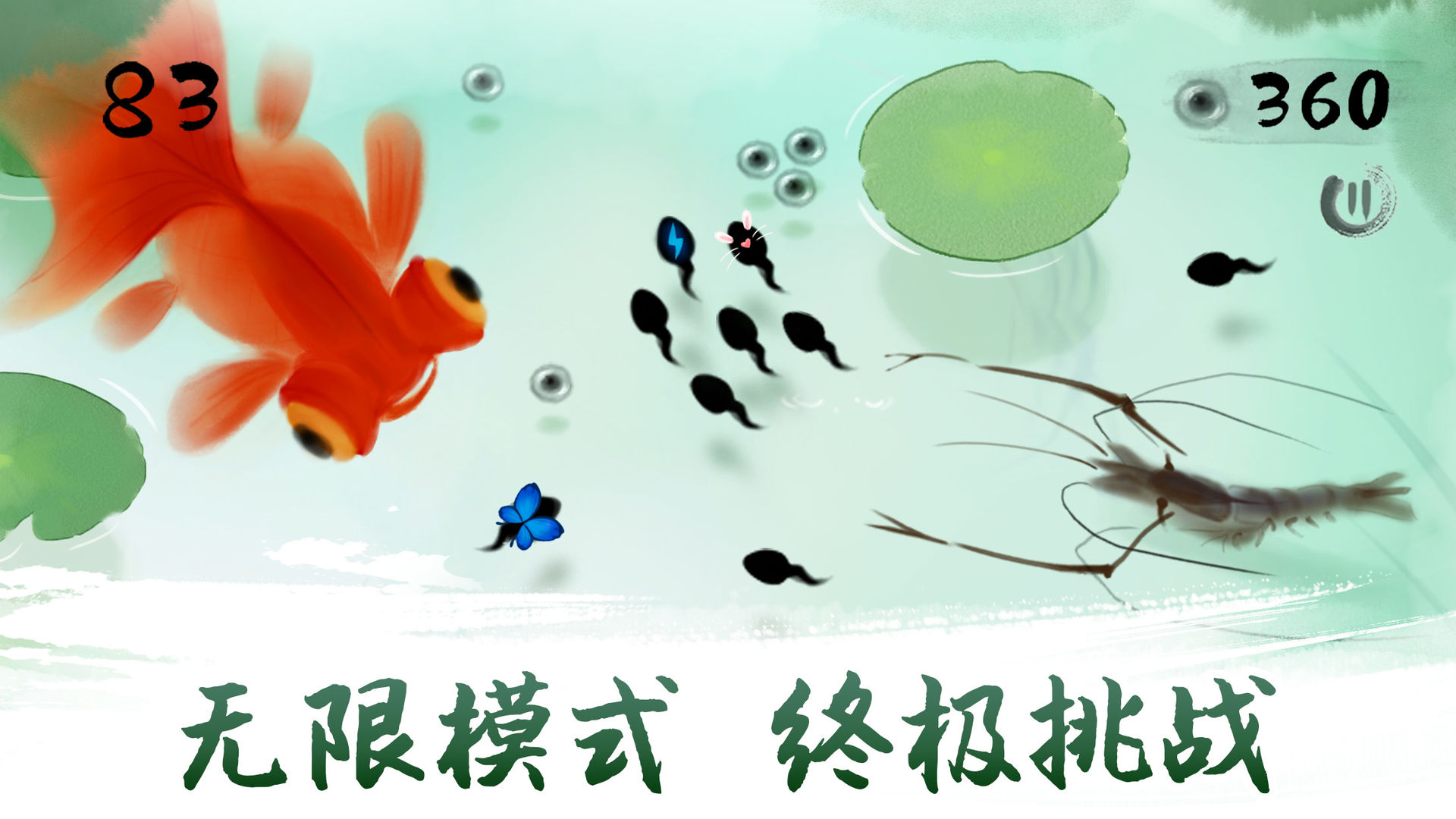 墨虾探蝌鲨鱼1