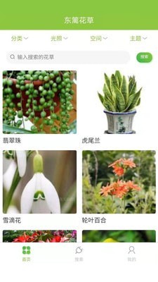 东篱花草0