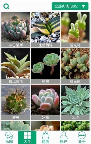 多肉植物0