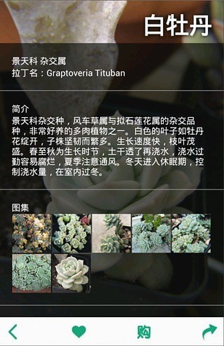 多肉植物2