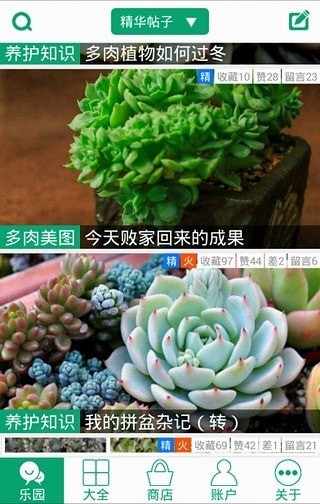 多肉植物4