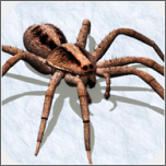 蜘蛛模拟器2018无限金币