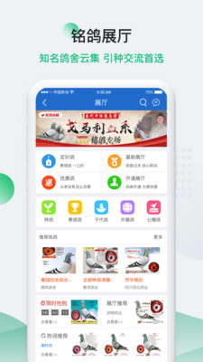 中国信鸽信息网2