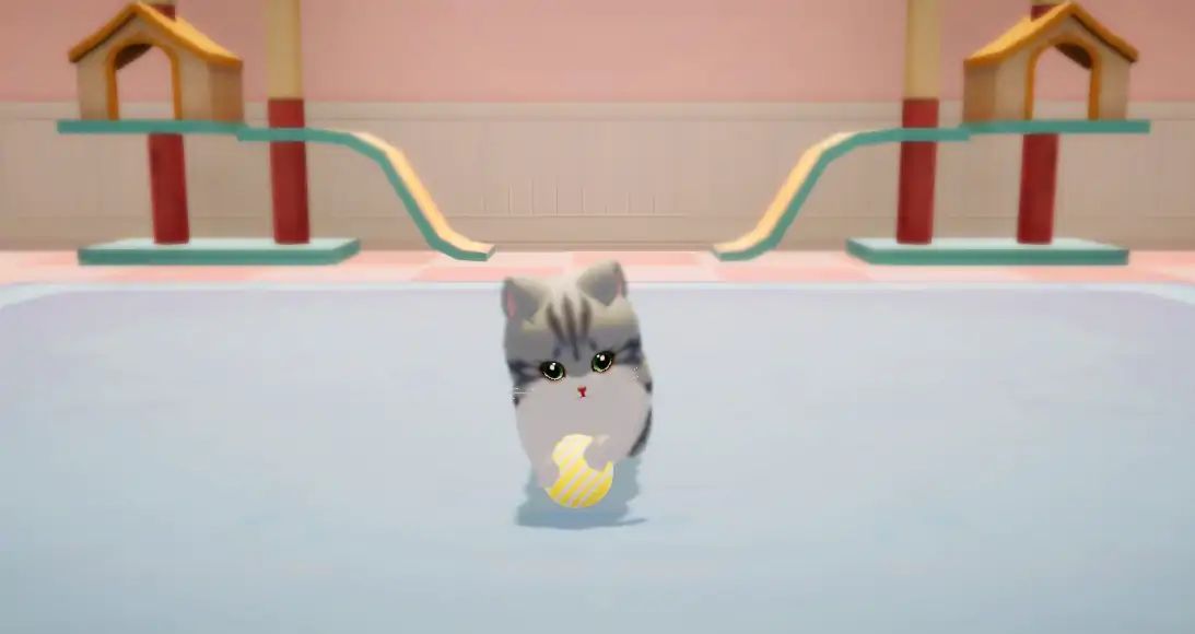 养了个猫1