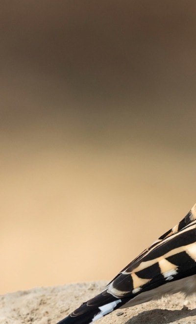 Merlin鸟种鉴定 Merlin鸟种鉴定