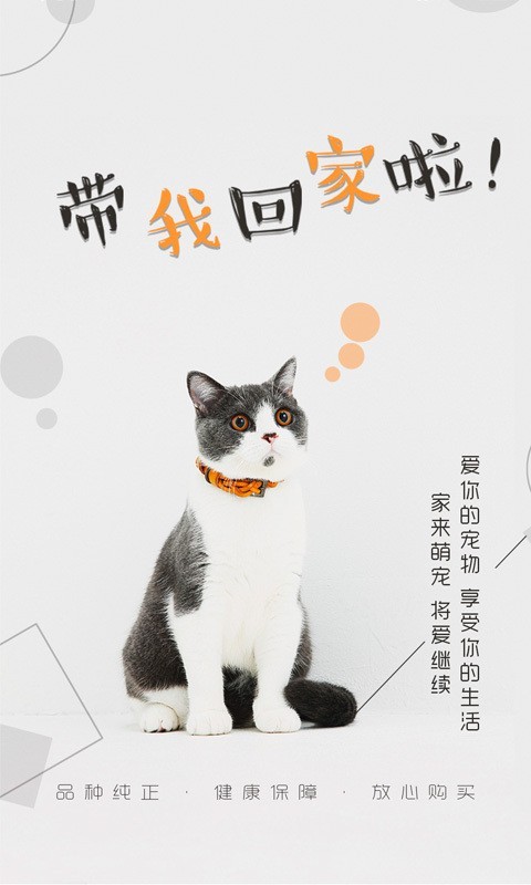 猫行狗市1