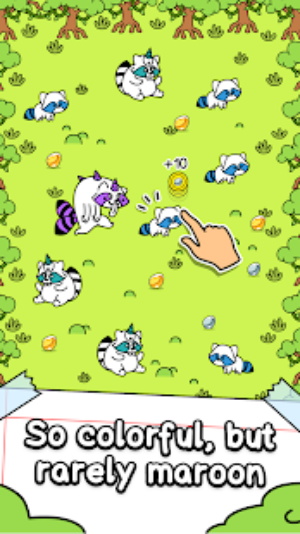 Raccoon Evolution Raccoon Evolution