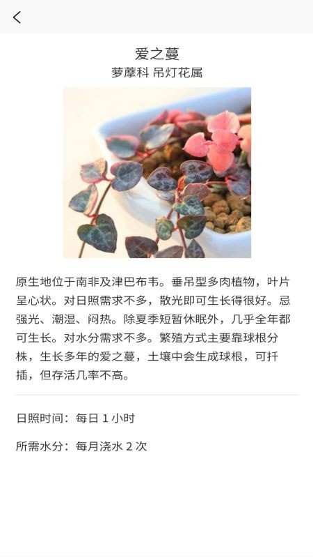 嘟嘟多肉植物鉴3