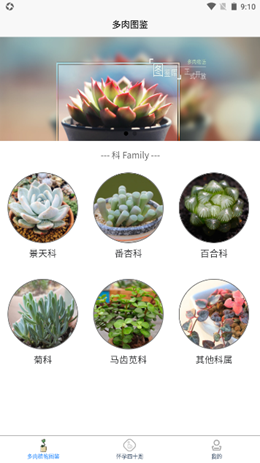 多肉植物陪护记2