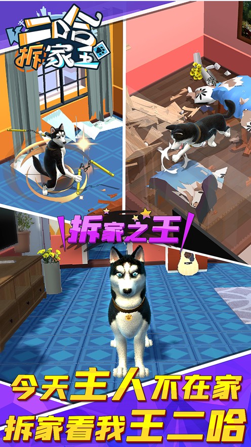 二哈拆家王1