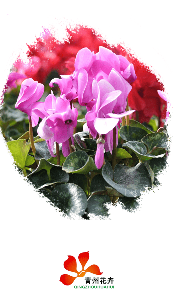 青州花卉平台企业端4