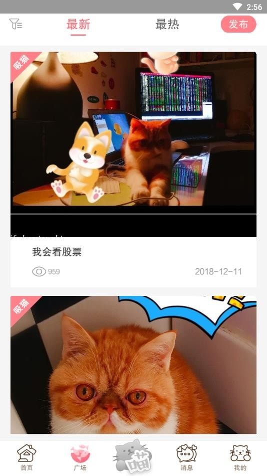 猫咪汇3