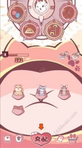 云撸猫咪 云撸猫咪