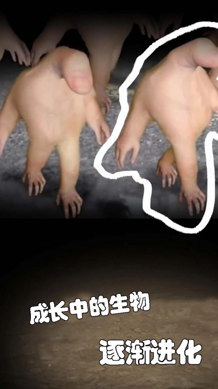 小小手指进化之路 小小手指进化之路