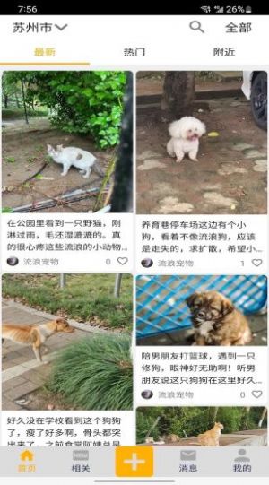 流浪宠物 流浪宠物