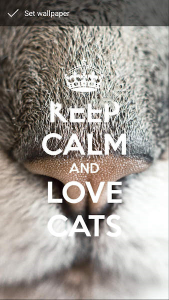 Keep Calm Love Cats Wallpapers